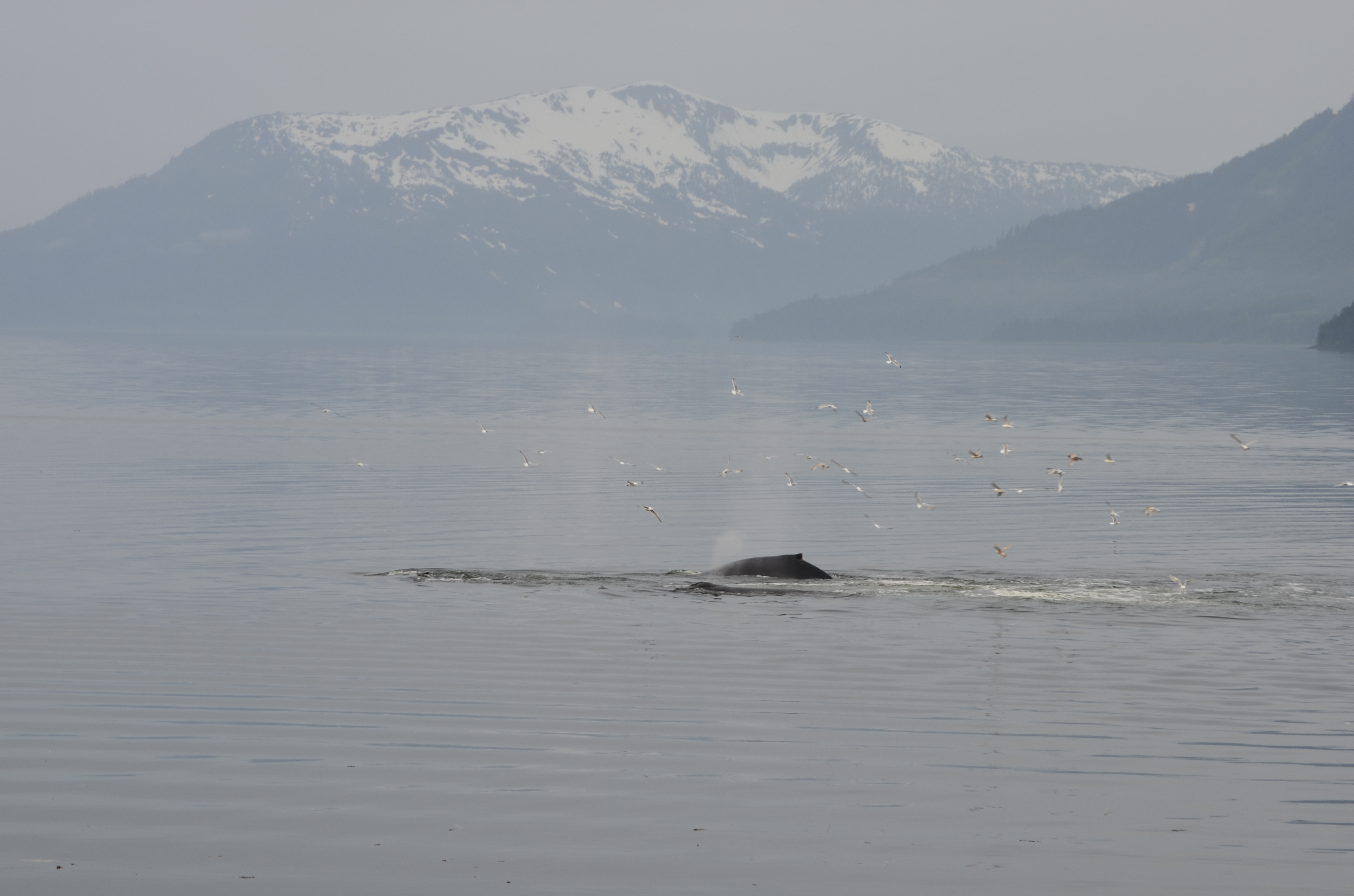 ./2017/08 - Alaska Cruise/10 - Icy Strait Point/DSC_0209.JPG